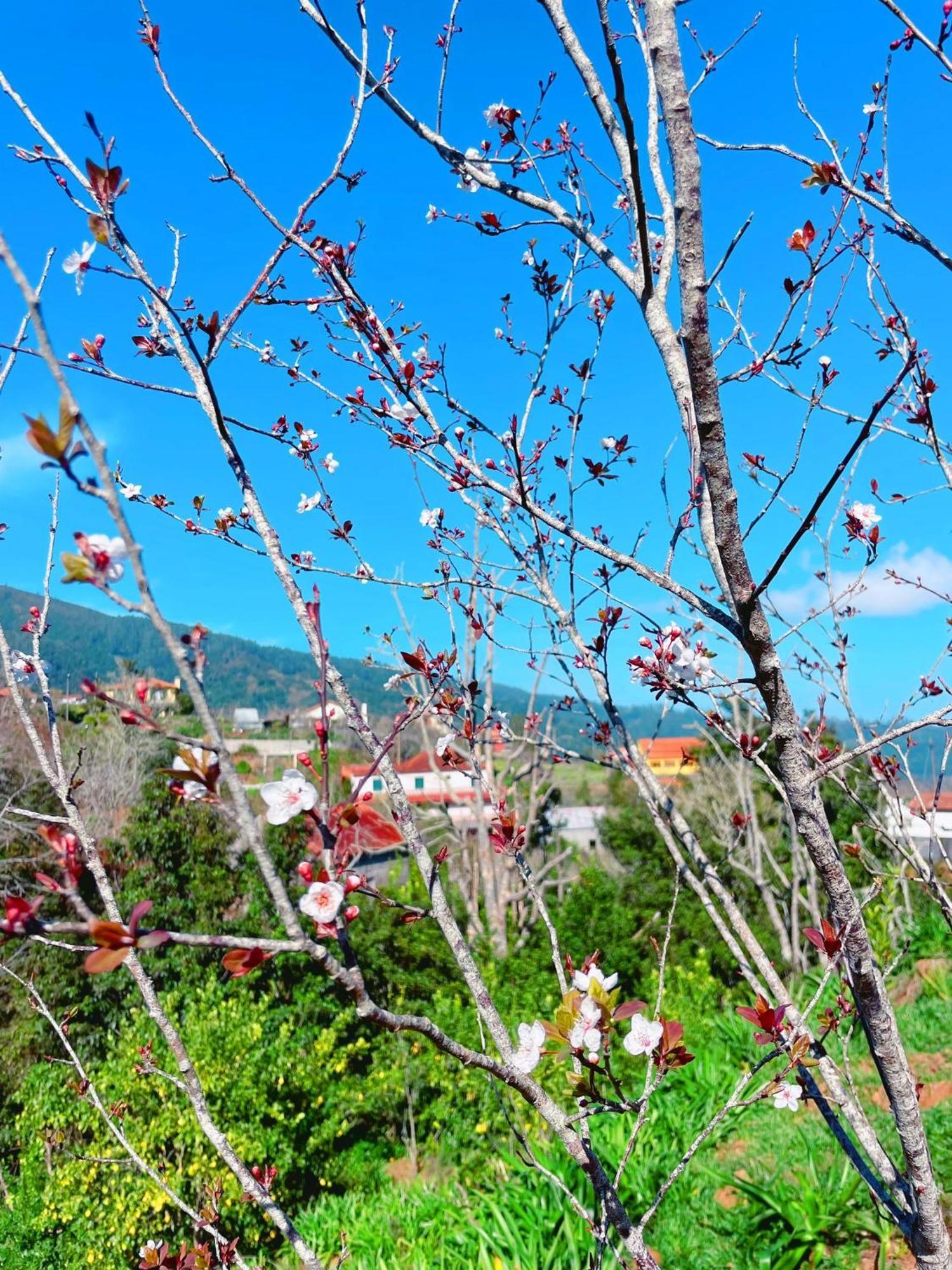 Quinta Vista O Pico Ribeiro Frio